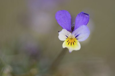 BUITEN BEELD Foto: 228513