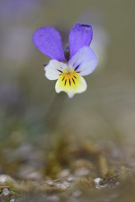 BUITEN BEELD Foto: 228514