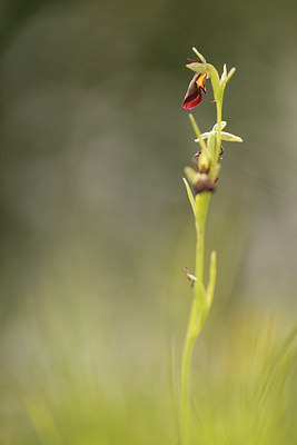 BUITEN BEELD Foto: 228526