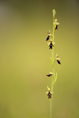 BUITEN BEELD Foto: 228527