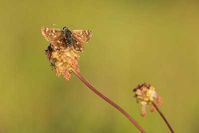 BUITEN BEELD Foto: 228528