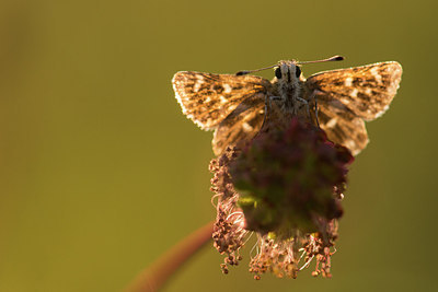 BUITEN BEELD Foto: 228529