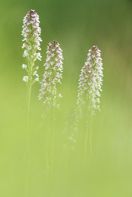 BUITEN BEELD Foto: 228535