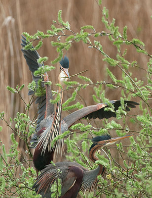 BUITEN BEELD Foto: 228539