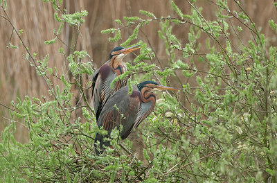 BUITEN BEELD Foto: 228540