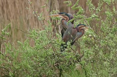 BUITEN BEELD Foto: 228542