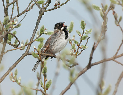 BUITEN BEELD Foto: 228548