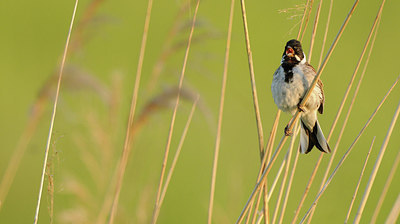 BUITEN BEELD Foto: 228549