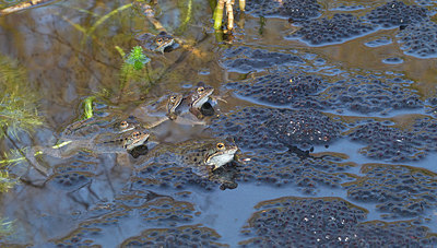 BUITEN BEELD Foto: 228555