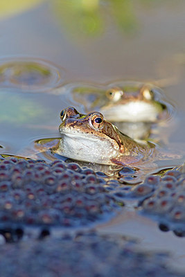 BUITEN BEELD Foto: 228558