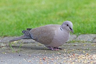 BUITEN BEELD Foto: 228560