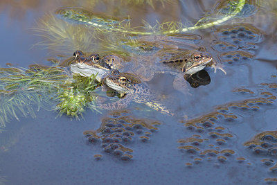 BUITEN BEELD Foto: 228562
