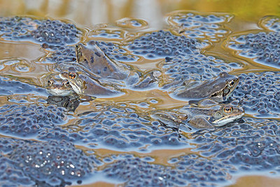 BUITEN BEELD Foto: 228564