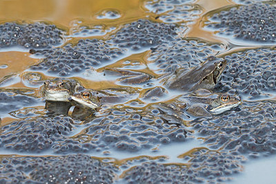 BUITEN BEELD Foto: 228566