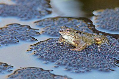 BUITEN BEELD Foto: 228570