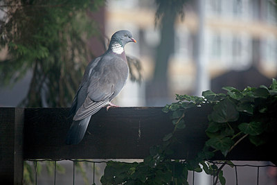BUITEN BEELD Foto: 228572