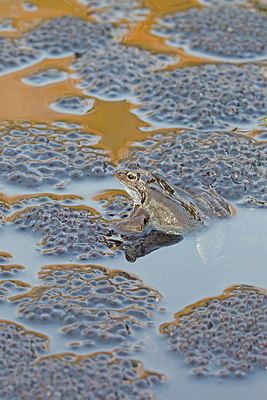 BUITEN BEELD Foto: 228579