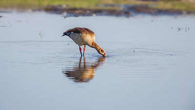 BUITEN BEELD Foto: 228583