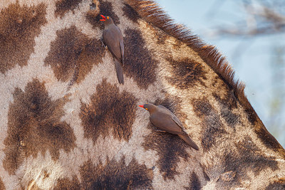 BUITEN BEELD Foto: 228591