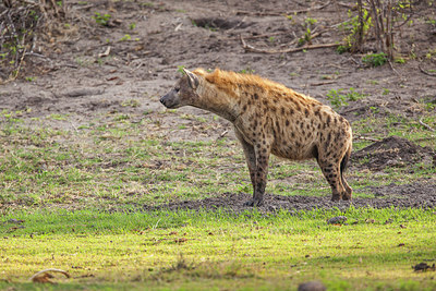 BUITEN BEELD Foto: 228598