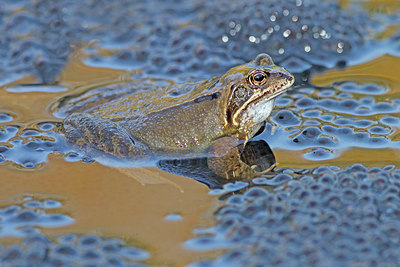 BUITEN BEELD Foto: 228611