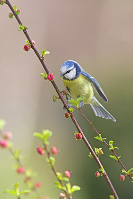 BUITEN BEELD Foto: 228612