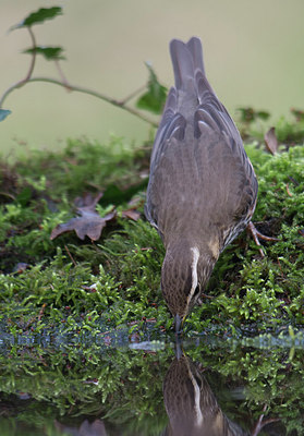 BUITEN BEELD Foto: 228652