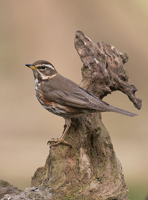 BUITEN BEELD Foto: 228653