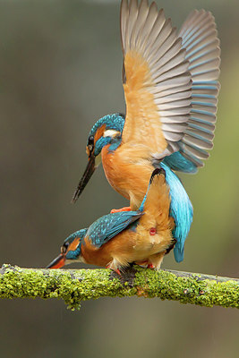 BUITEN BEELD Foto: 228704