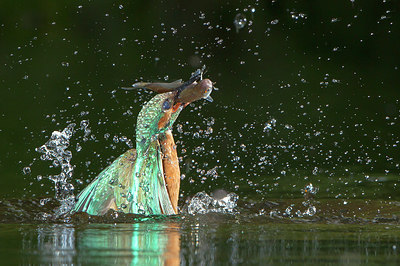 BUITEN BEELD Foto: 228709
