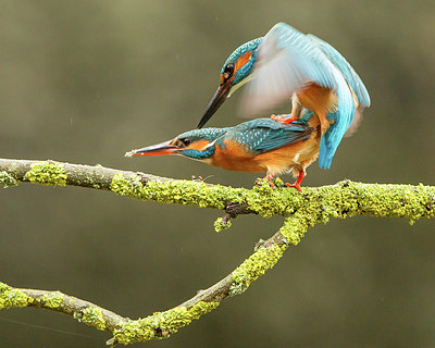 BUITEN BEELD Foto: 228712