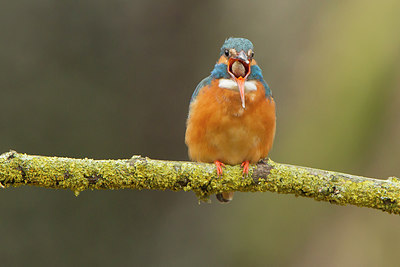 BUITEN BEELD Foto: 228715