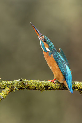 BUITEN BEELD Foto: 228736