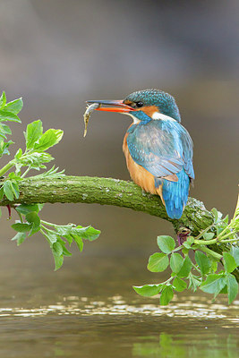 BUITEN BEELD Foto: 228740