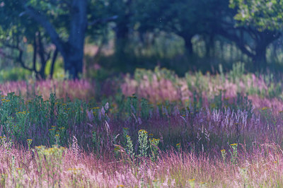 BUITEN BEELD Foto: 228760