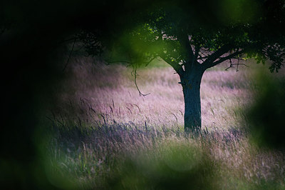 BUITEN BEELD Foto: 228770