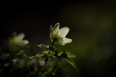 BUITEN BEELD Foto: 228778