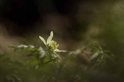 BUITEN BEELD Foto: 228781