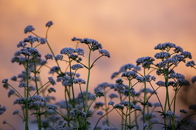 BUITEN BEELD Foto: 228785