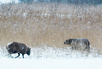 BUITEN BEELD Foto: 228814