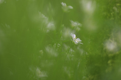 BUITEN BEELD Foto: 228819