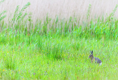 BUITEN BEELD Foto: 228821