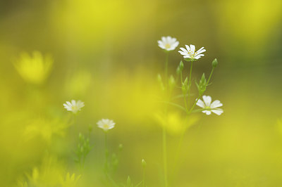 BUITEN BEELD Foto: 228825