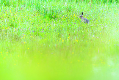 BUITEN BEELD Foto: 228846