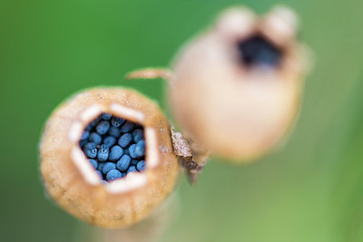 BUITEN BEELD Foto: 228858