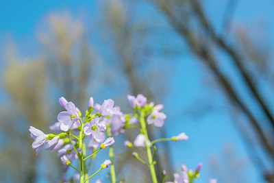 BUITEN BEELD Foto: 228865