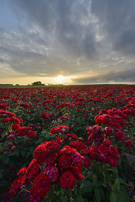 BUITEN BEELD Foto: 228943