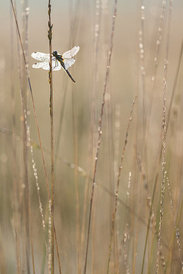 BUITEN BEELD Foto: 228978