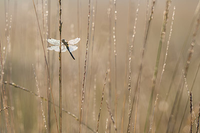 BUITEN BEELD Foto: 228979