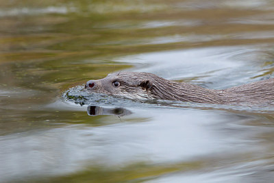 BUITEN BEELD Foto: 228981